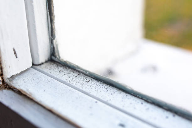 Washington, GA Mold Removal Company